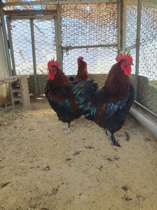 김영복님의 자유주제 · 자유게시판 작성글 사진