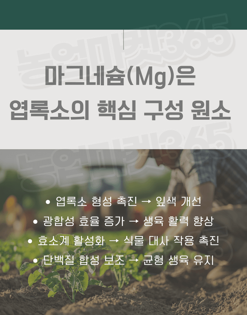 농업마켓365님의 장터 판매 상품 [K+S 독일산 황산마그네슘 7수염 25kg 양액용 관비용 광합성 촉진] 첨부 사진