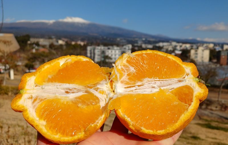 호호농장님의 장터 판매 상품 [노지한라봉  소과 못난이10kg] 첨부 사진