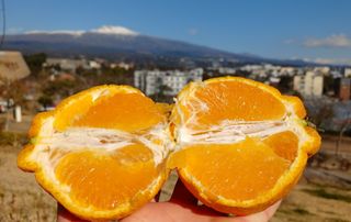 호호농장님의 작성글 사진