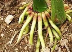 어나영님의 팜모닝 토론방 · 주제제안 작성글 사진