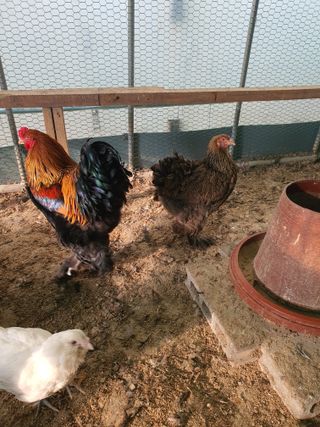 김영복님의 자유주제 · 자유게시판 작성글 사진