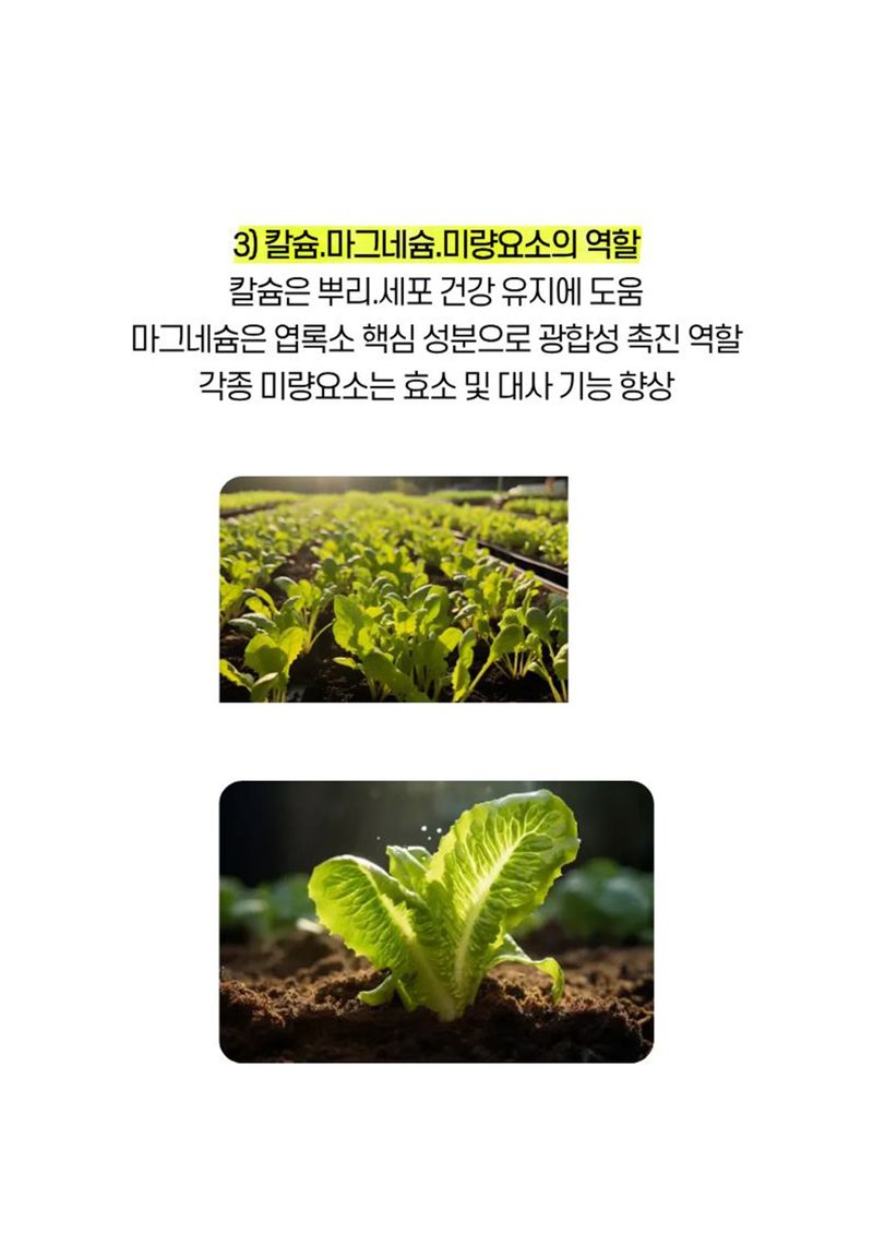 파머스케어님의 장터 판매 상품 [가든필리아 상추비료1kg 3포 텃밭 상추 쌈채소 비료 유기물 함유] 첨부 사진