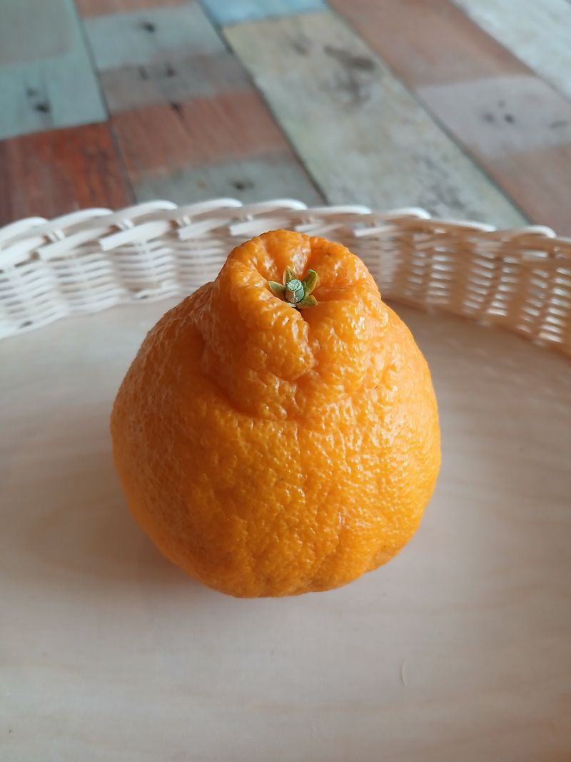 양연정님의 장터 판매 상품 [한라봉] 첨부 사진