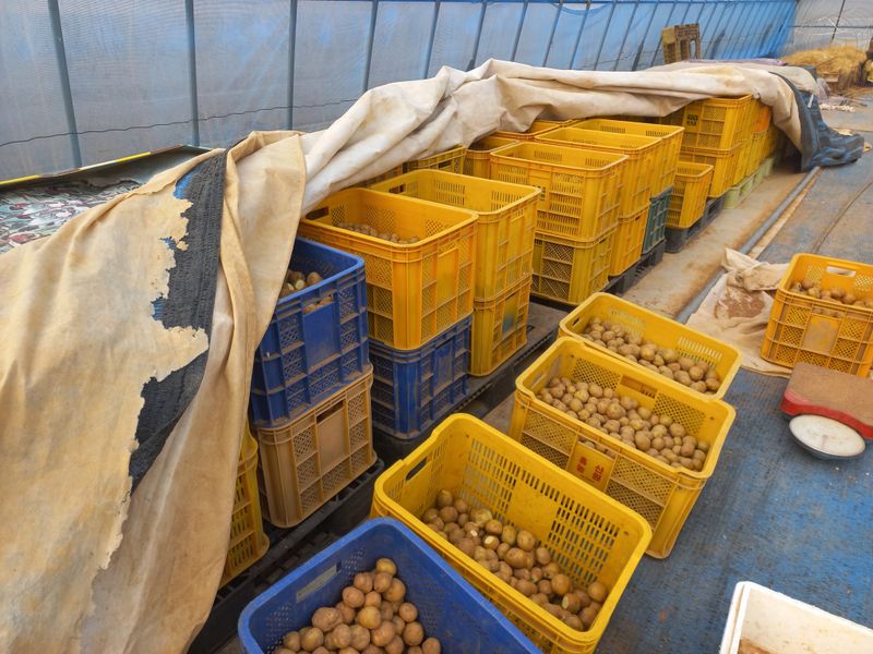 박린님의 장터 판매 상품 [씨감자용(통일감자)] 첨부 사진