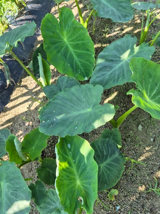 귤19190님의 작성글 사진