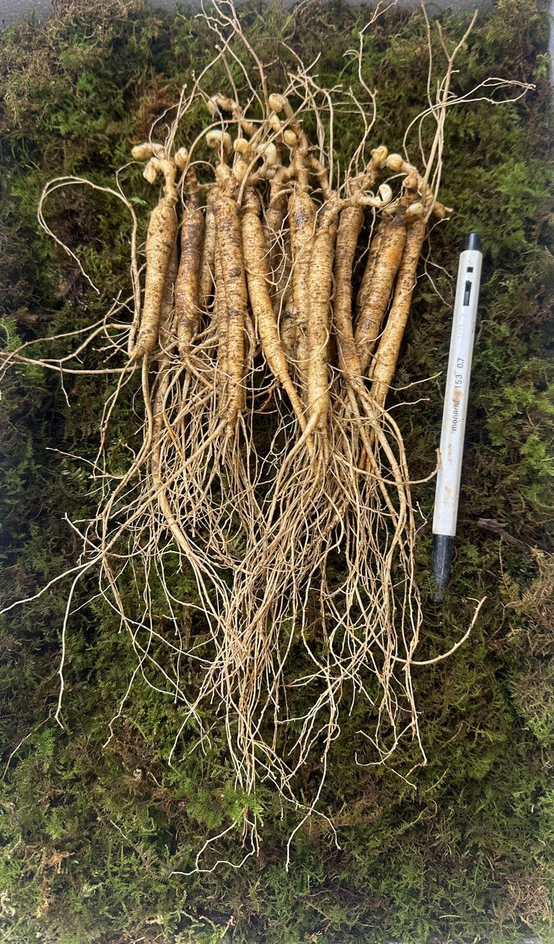 장터 상품 [10년근 정삼 20뿌리 선물세트] 썸네일