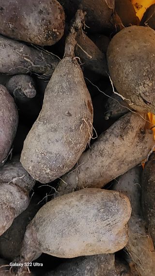 매기소골농장님의 작성글 사진