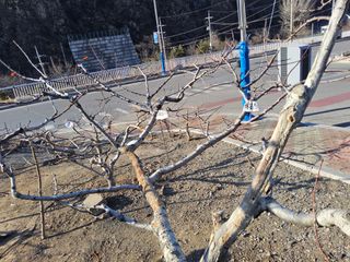 김용대님의 자유주제 · 자유게시판 작성글 사진