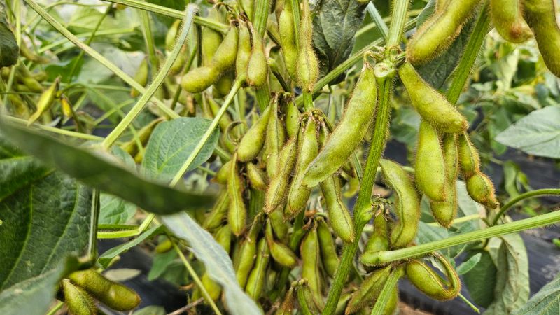 (이랑농장)김재한님의 장터 판매 상품 [서리태속청 새바람콩 종자용(5kg)] 첨부 사진