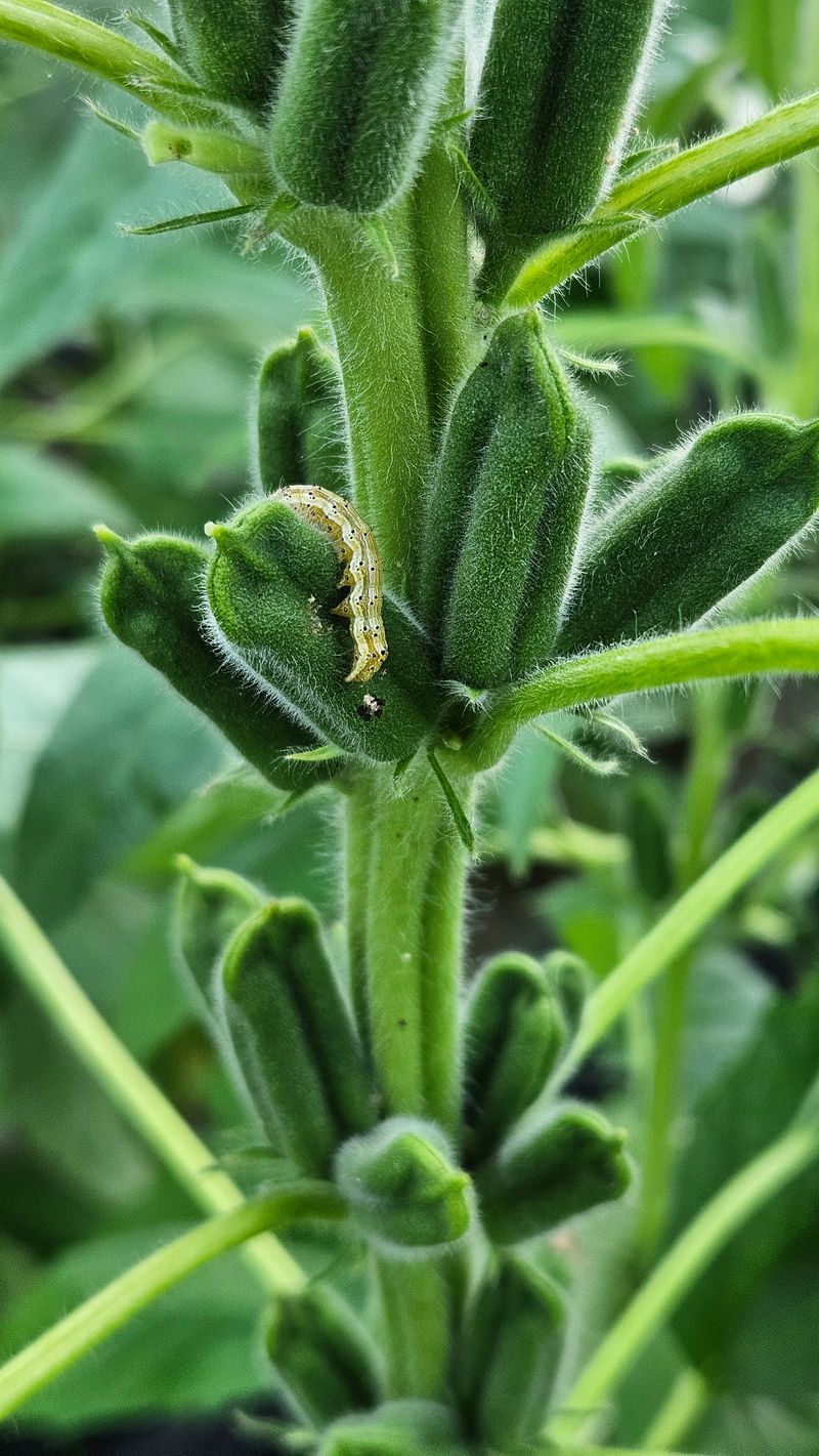 (이랑농장)김재한님의 장터 판매 상품 [영웅참깨 코팅종자 1봉(7000립)] 첨부 사진