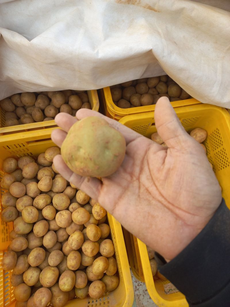 박린님의 장터 판매 상품 [씨감자용(통일감자)] 첨부 사진