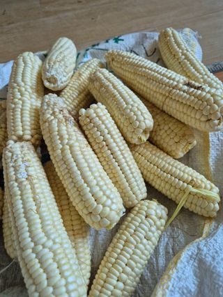 귤19190님의 작성글 사진