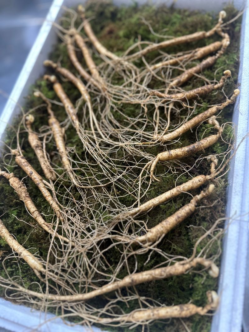 진상빈님의 장터 판매 상품 [10년근 정삼 20뿌리 선물세트] 첨부 사진