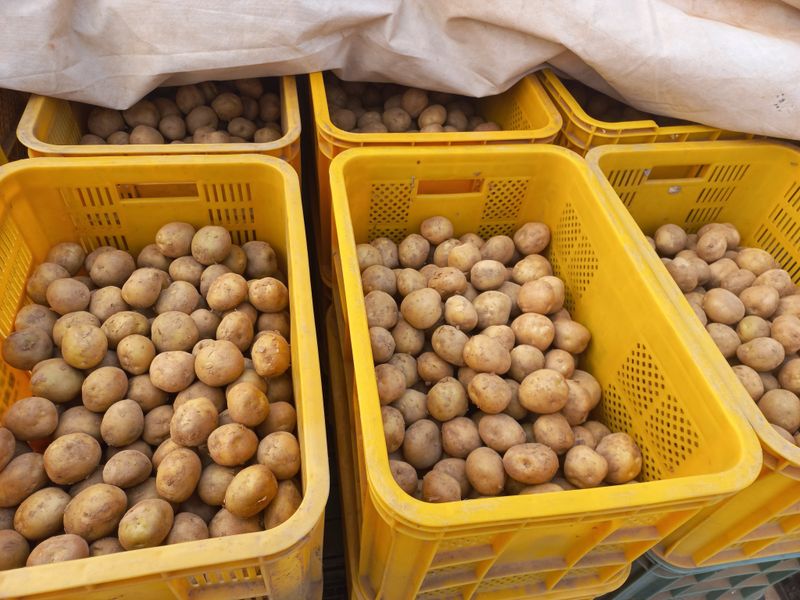 박린님의 장터 판매 상품 [씨감자용(통일감자)] 첨부 사진