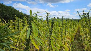 (이랑농장)김재한님의 작성글 사진