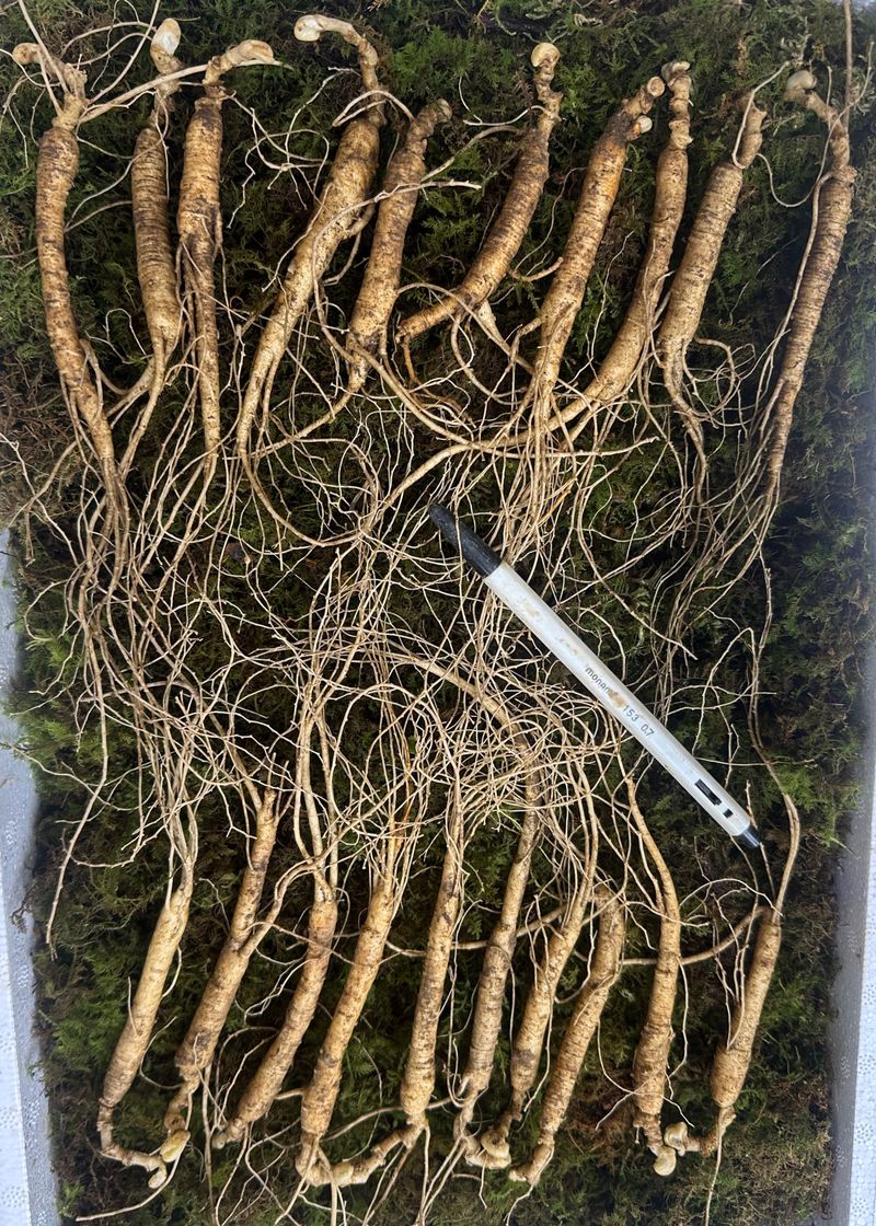 진상빈님의 장터 판매 상품 [10년근 정삼 20뿌리 선물세트] 첨부 사진