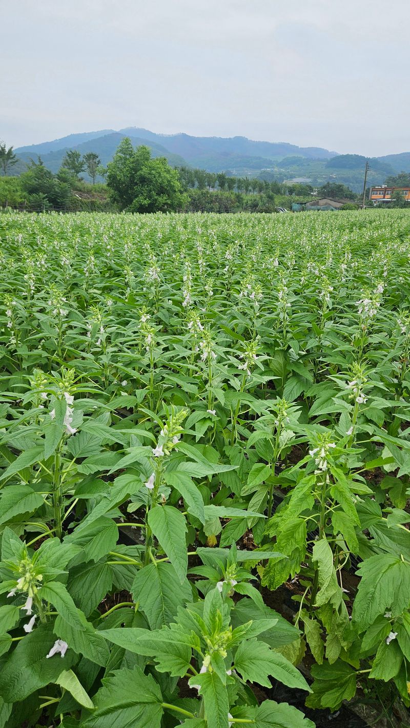 (이랑농장)김재한님의 장터 판매 상품 [영웅참깨 코팅종자 1봉(7000립)] 첨부 사진