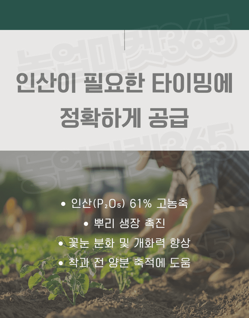 농업마켓365님의 장터 판매 상품 [인산암모늄 25KG MAP 고인산 61 무염소 수용성 비료 (12-61-0)] 첨부 사진