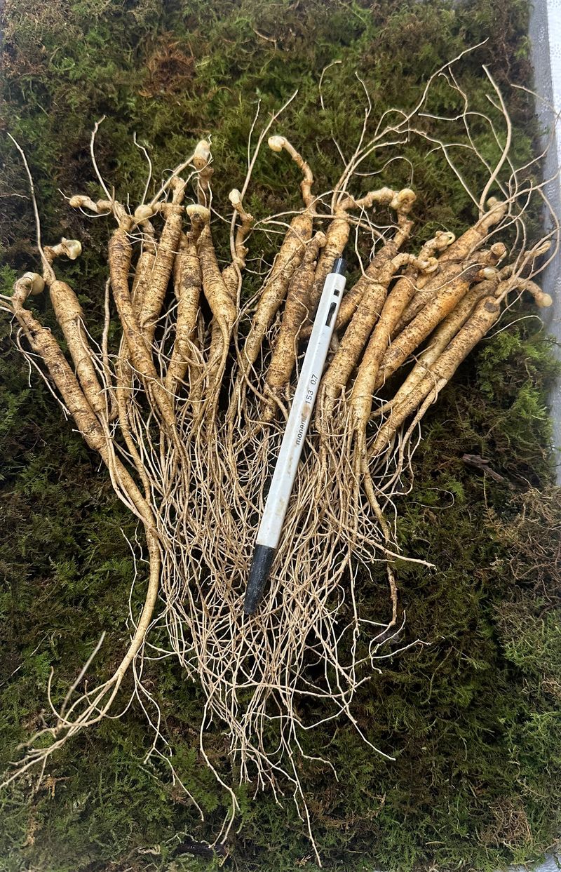 진상빈님의 장터 판매 상품 [10년근 정삼 20뿌리 선물세트] 첨부 사진