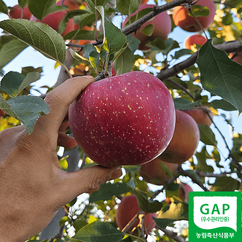 장터 상품 [부사 시나노골드 못난이사과 5kg] 썸네일