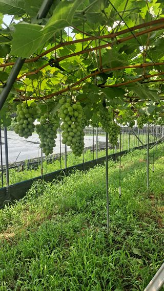 모포리흰개 님의 자유주제 · 자유게시판 작성글 사진