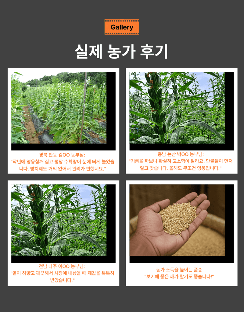 대산농사대장님의 장터 판매 상품 [영웅참깨3000립 코팅종자] 첨부 사진