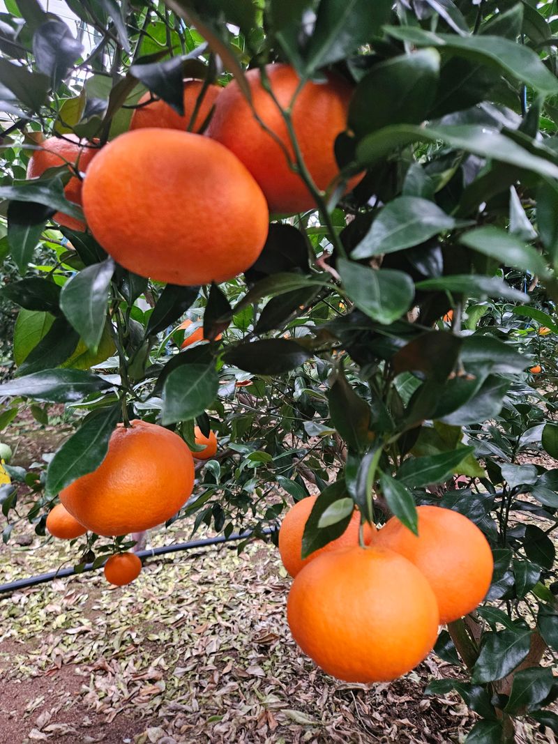 제주 지안이네농장님의 장터 판매 상품 [가정용5키로] 첨부 사진
