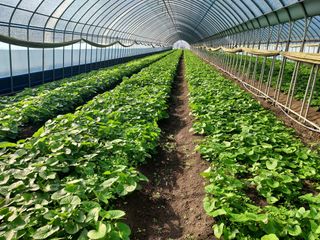 병풍취산채농원님의 작성글 사진