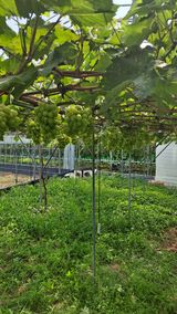 팜모닝 자유주제·자유게시판 게시글 이미지