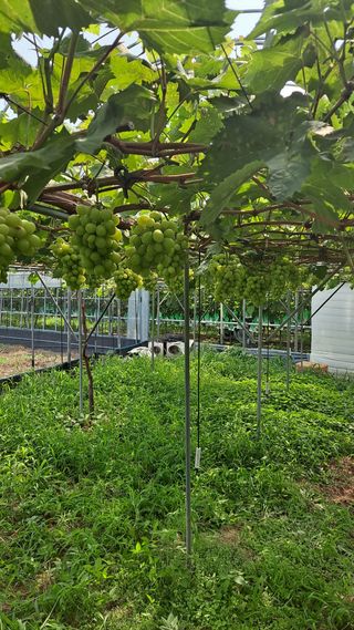 모포리흰개 님의 자유주제 · 자유게시판 작성글 사진