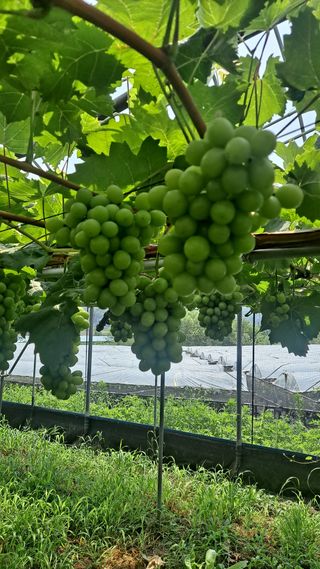 모포리흰개 님의 자유주제 · 자유게시판 작성글 사진