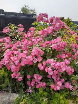 주흘산인님의 자유주제 · 자유게시판 작성글 사진