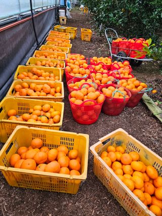 제주 지안이네농장님의 작성글 사진