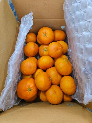 제주 지안이네농장님의 작성글 사진