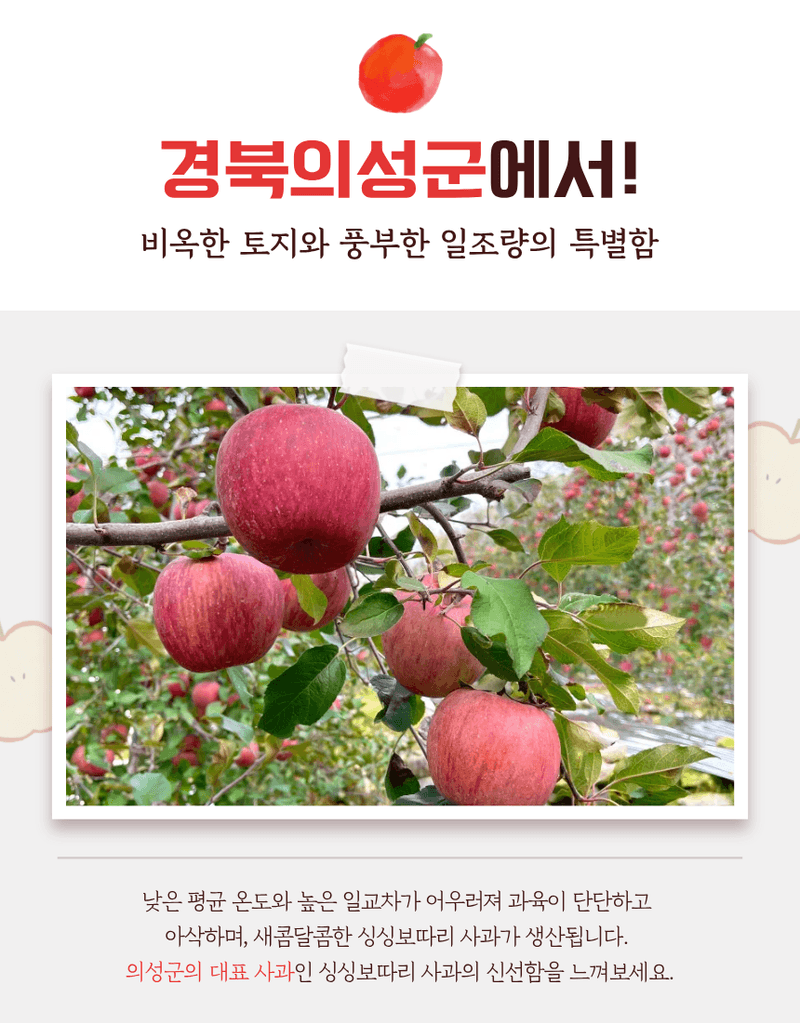 김태혁님의 장터 판매 상품 [부사 시나노골드 못난이사과 5kg] 첨부 사진