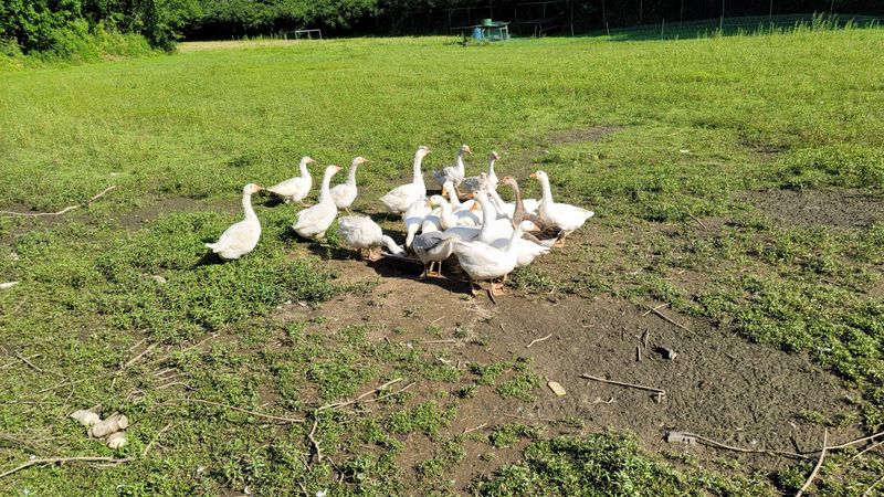 김영복님의 장터 판매 상품 [거위알 ] 첨부 사진