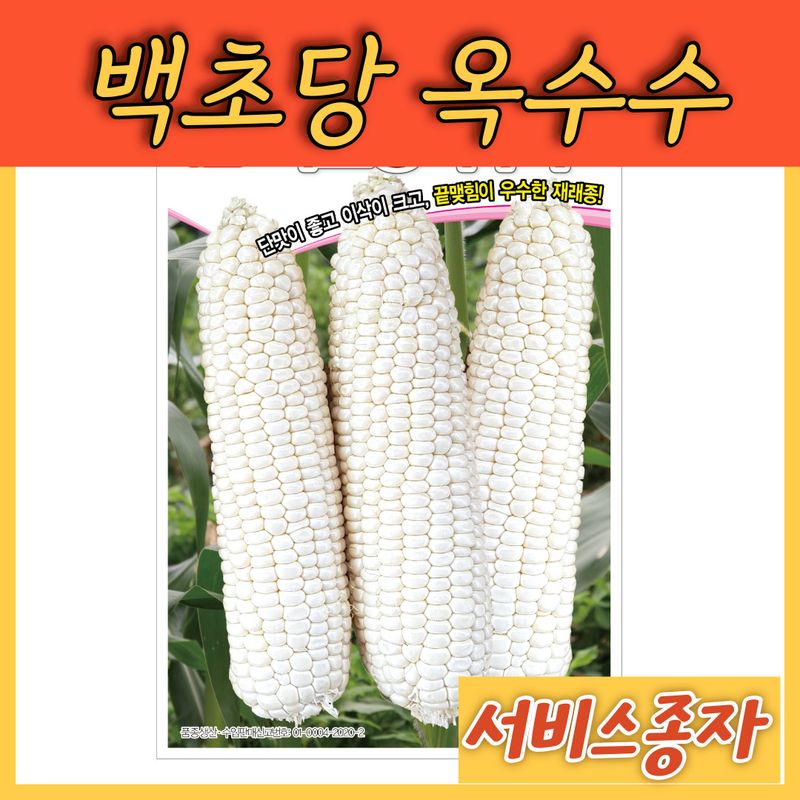 장터 상품 [백초당 옥수수 100립] 썸네일