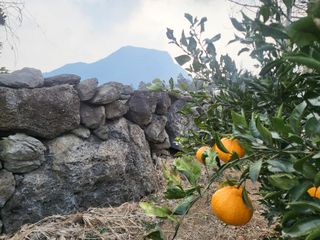 산방자연농원님의 자유주제 · 자유게시판 작성글 사진