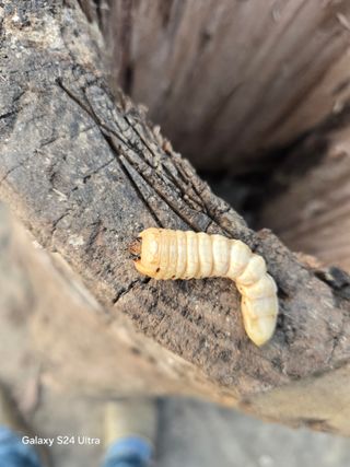 소병찬님의 농사, 무엇이든 물어보세요! · 참여글 작성글 사진