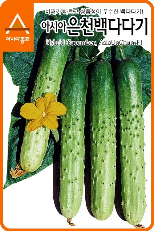 씨앗드림님의 장터 판매 상품 [백다다기 오이 50립] 첨부 사진