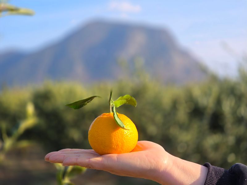 산방자연농원님의 장터 판매 상품 [서귀포 노지 한라봉 5kg] 첨부 사진