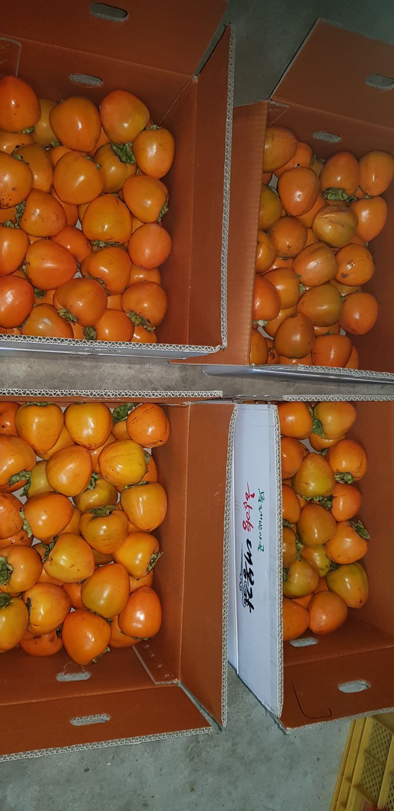 장터 상품 [꿀 대봉감 10kg. 무료배송] 썸네일