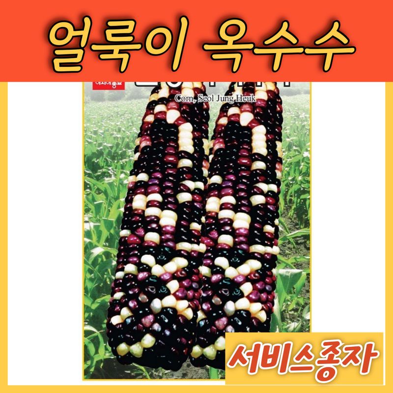 장터 상품 [알록이 얼룩이 설중흑 옥수수 30그램] 썸네일