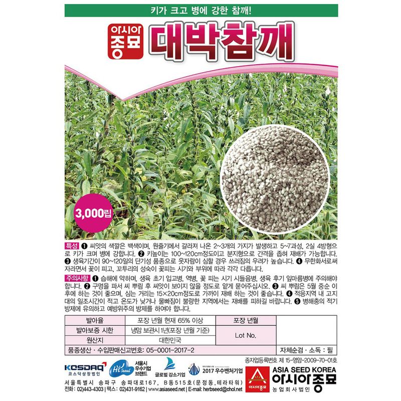 씨앗드림님의 장터 판매 상품 [참깨 코팅 외대깨 대박참깨 3000립 ] 첨부 사진