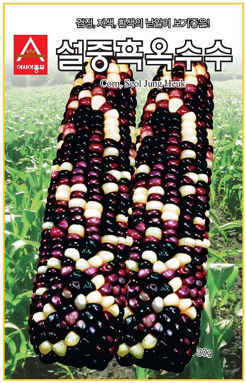 씨앗드림님의 장터 판매 상품 [알록이 얼룩이 설중흑 옥수수 30그램] 첨부 사진