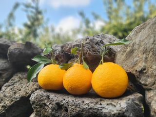 산방자연농원님의 작성글 사진