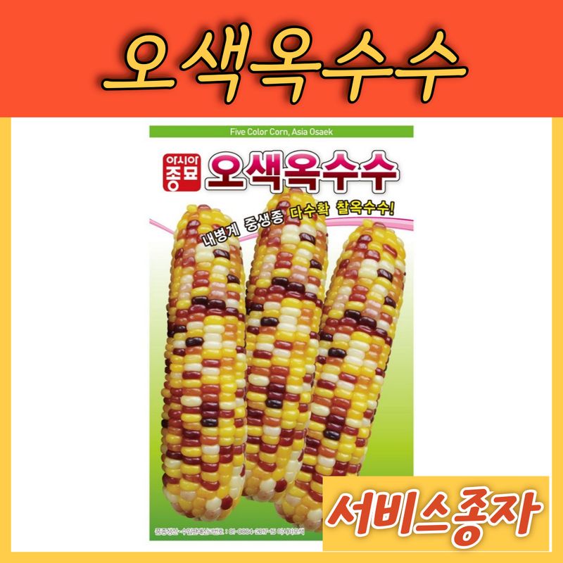 장터 상품 [오색옥수수 얼룩이 알록이 옥수수 100립] 썸네일