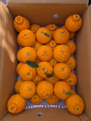 산방자연농원님의 작성글 사진