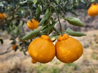 산방자연농원님의 자유주제 · 자유게시판 작성글 사진